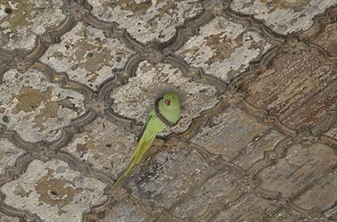 RED FORT,_DELHI,__DSC2221_b_H600